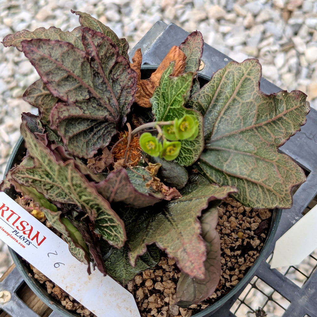 Euphorbia francoisii #26