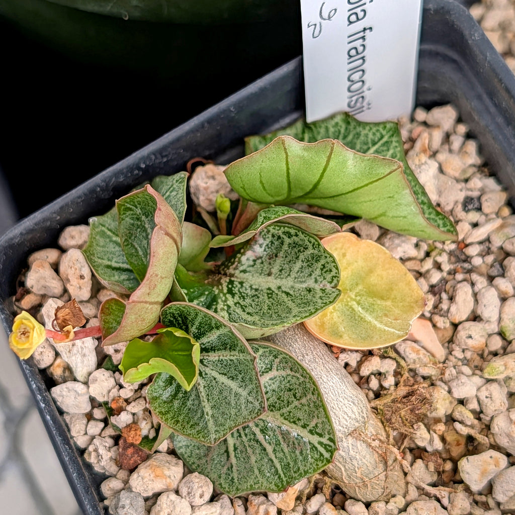 Euphorbia francoisii #26