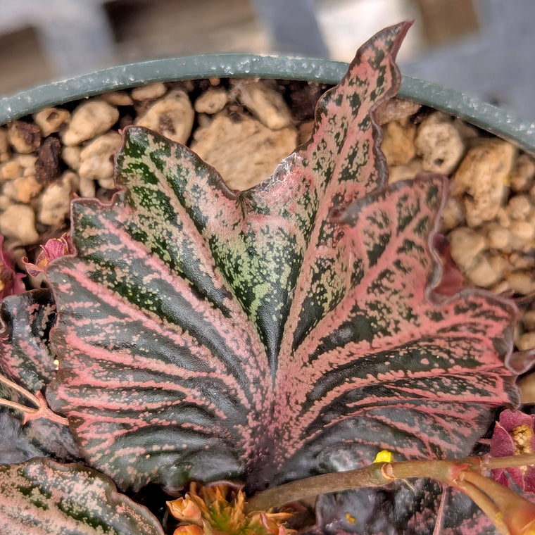 Euphorbia francoisii #27