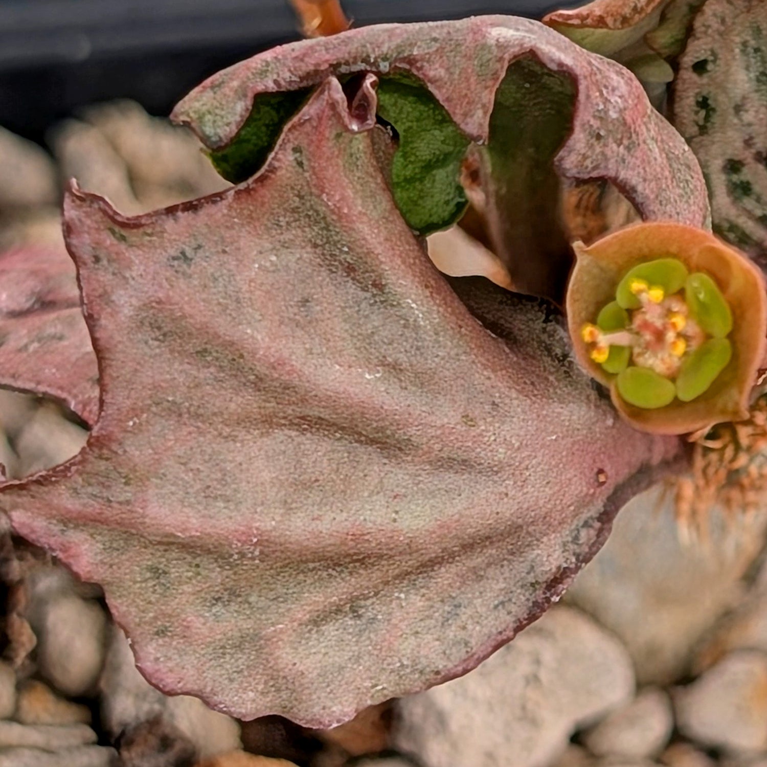 Euphorbia francoisii #27
