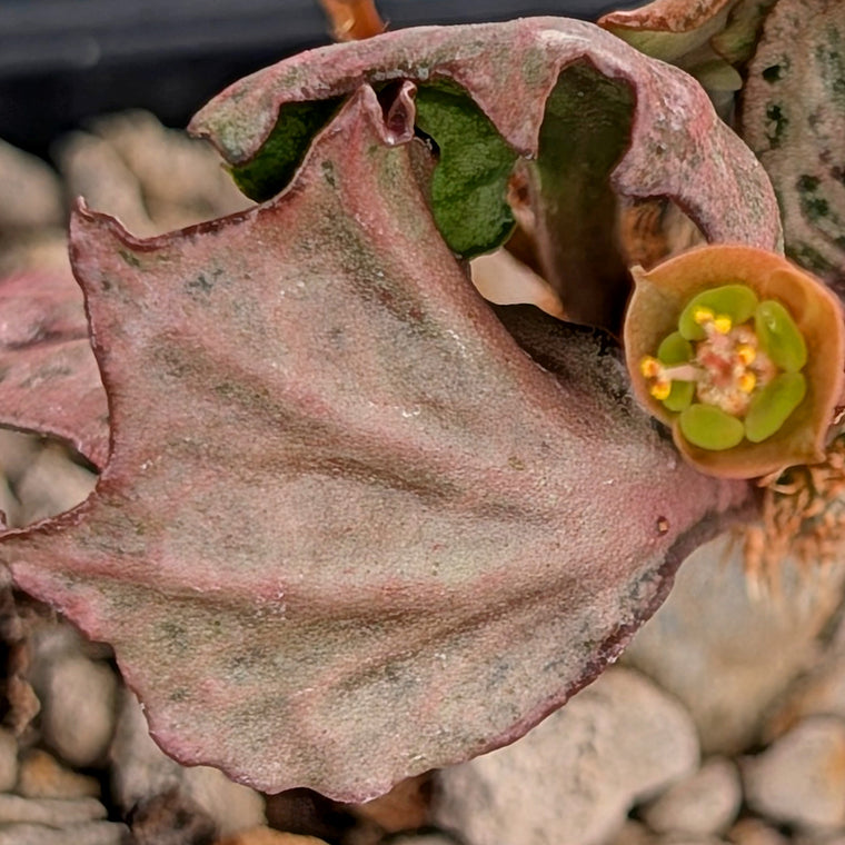 Euphorbia francoisii #27