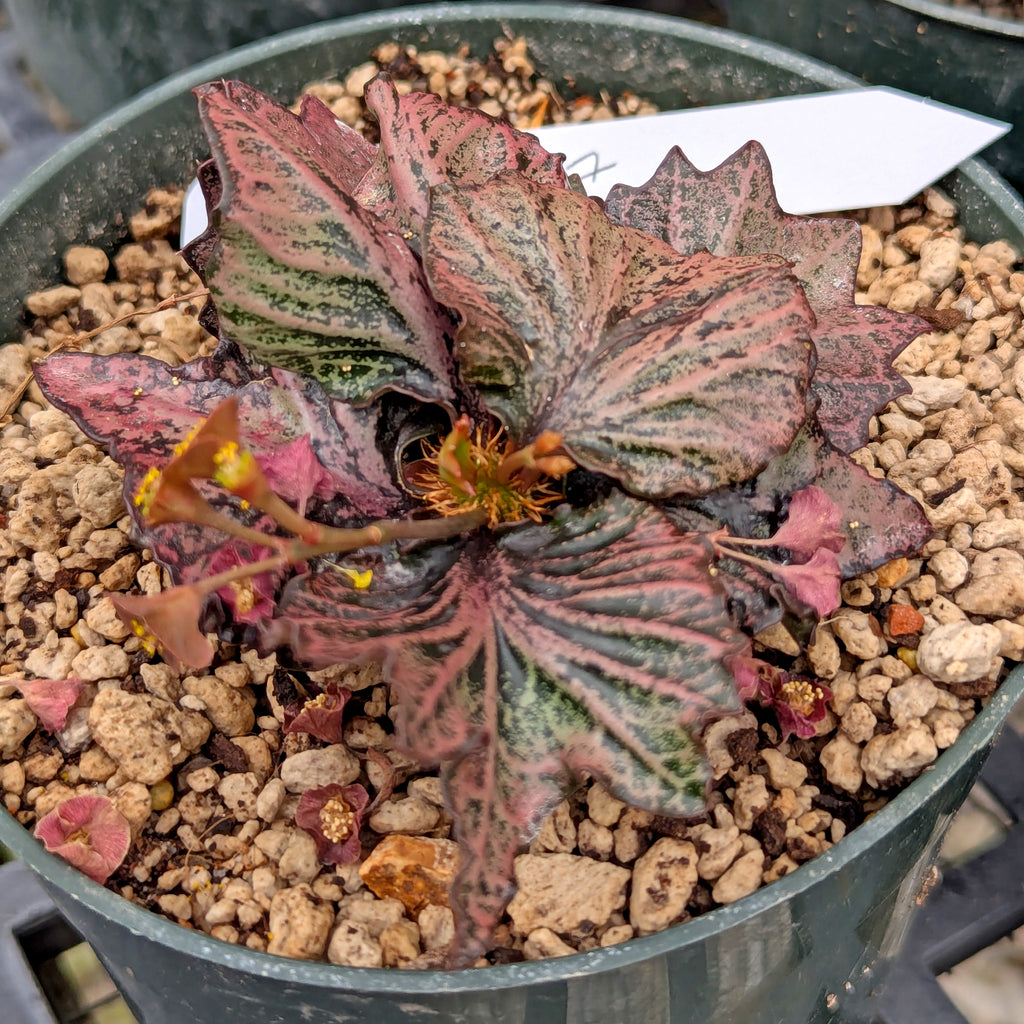 Euphorbia francoisii #27
