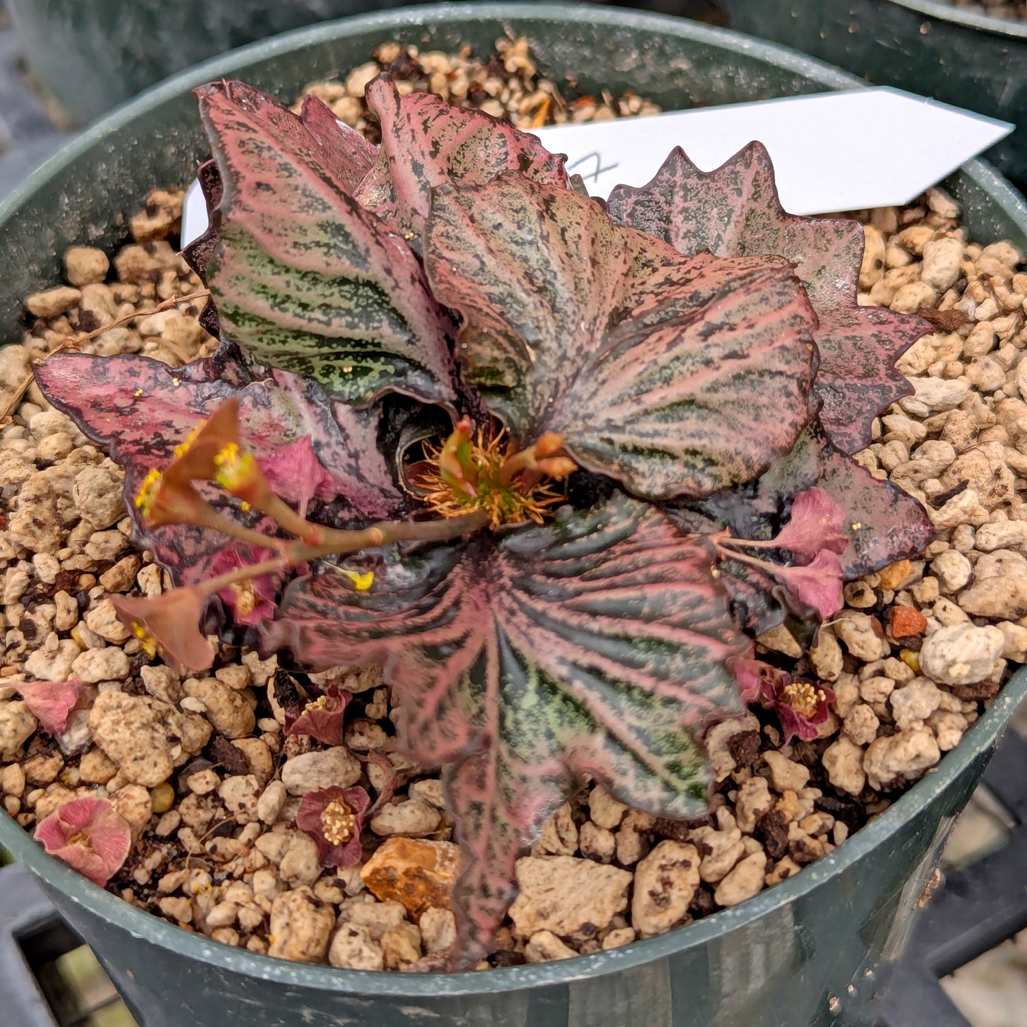 Euphorbia francoisii #27
