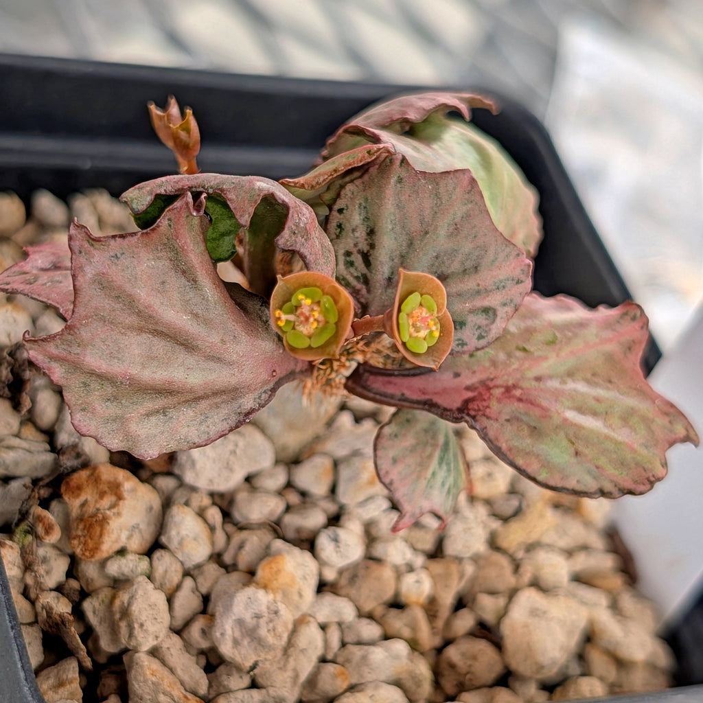 Euphorbia francoisii #27