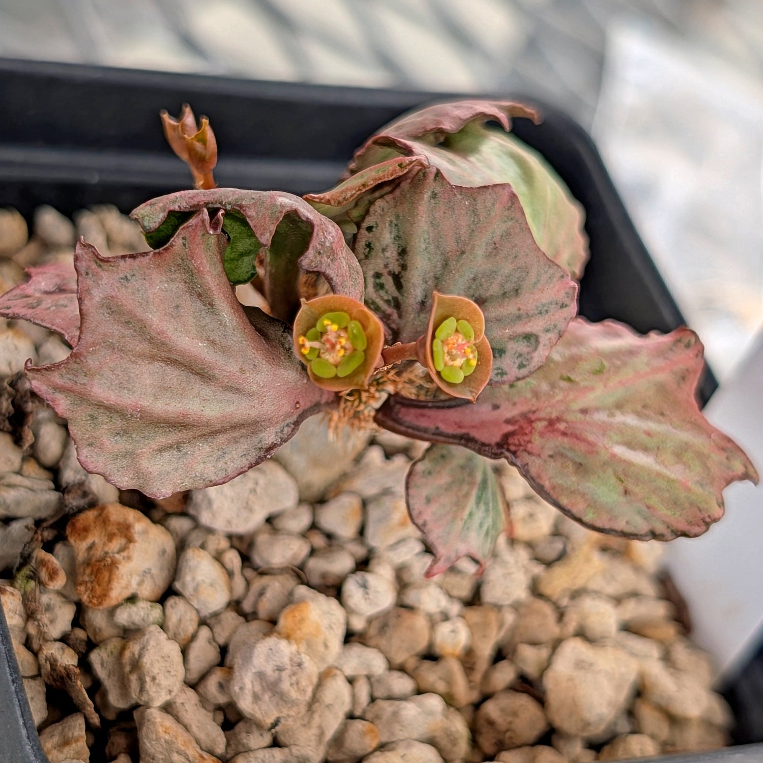 Euphorbia francoisii #27