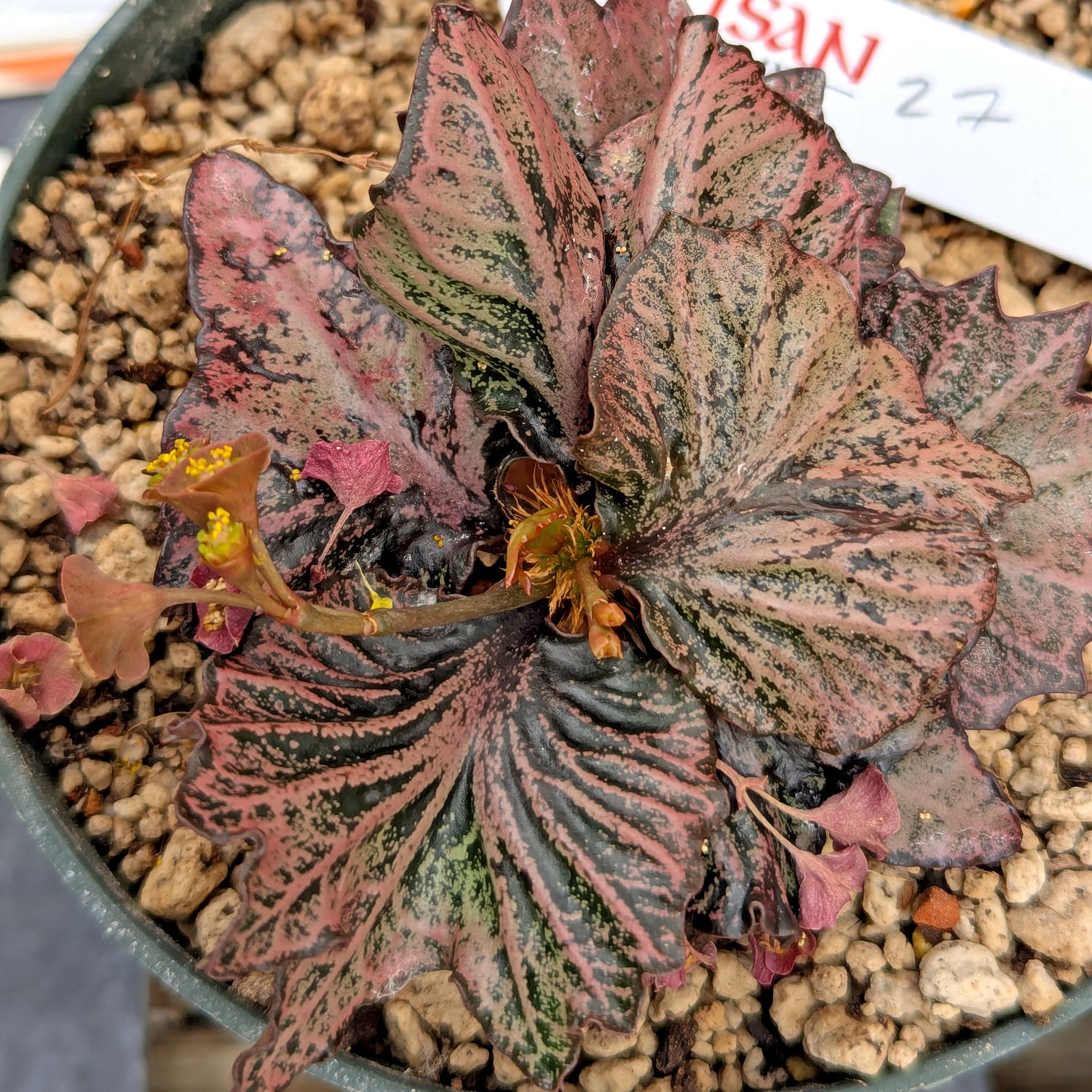Euphorbia francoisii #27