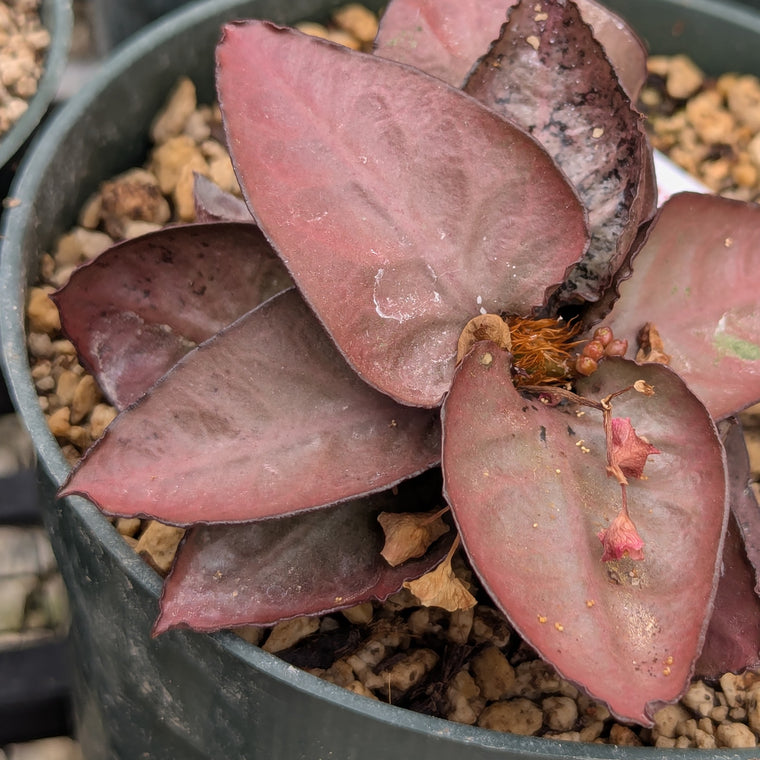 Euphorbia francoisii #28
