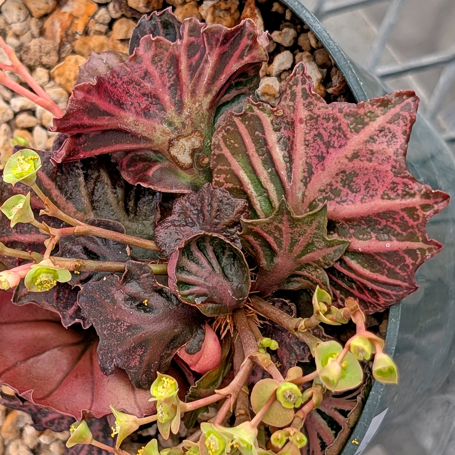 Euphorbia francoisii #28