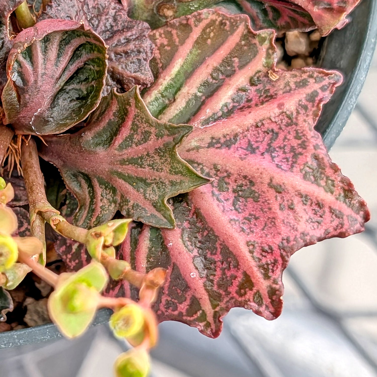 Euphorbia francoisii #28