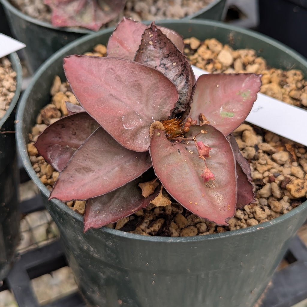 Euphorbia francoisii #28