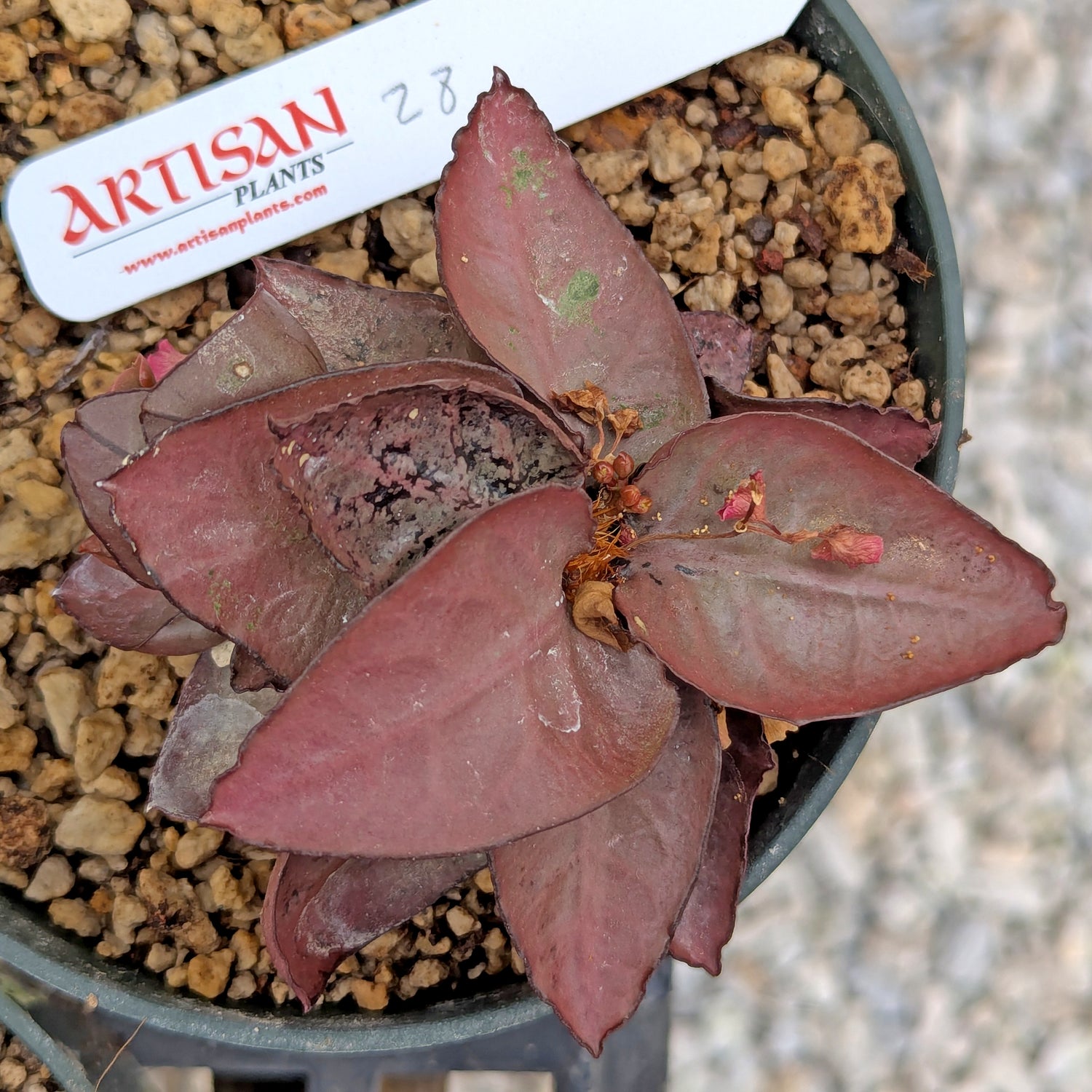 Euphorbia francoisii #28