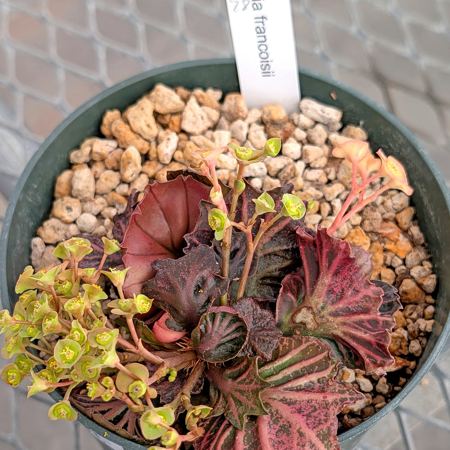 Euphorbia francoisii #28