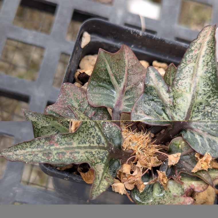 Euphorbia francoisii #29
