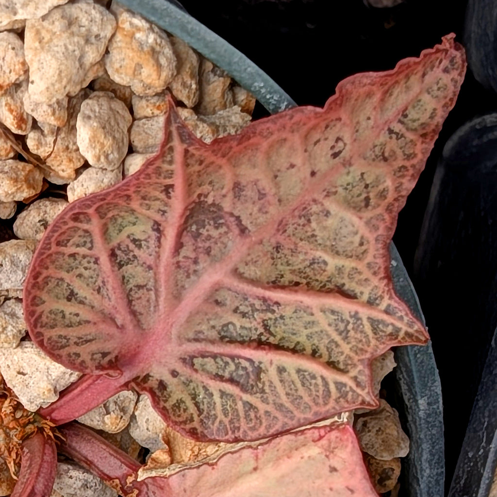 Euphorbia francoisii #29