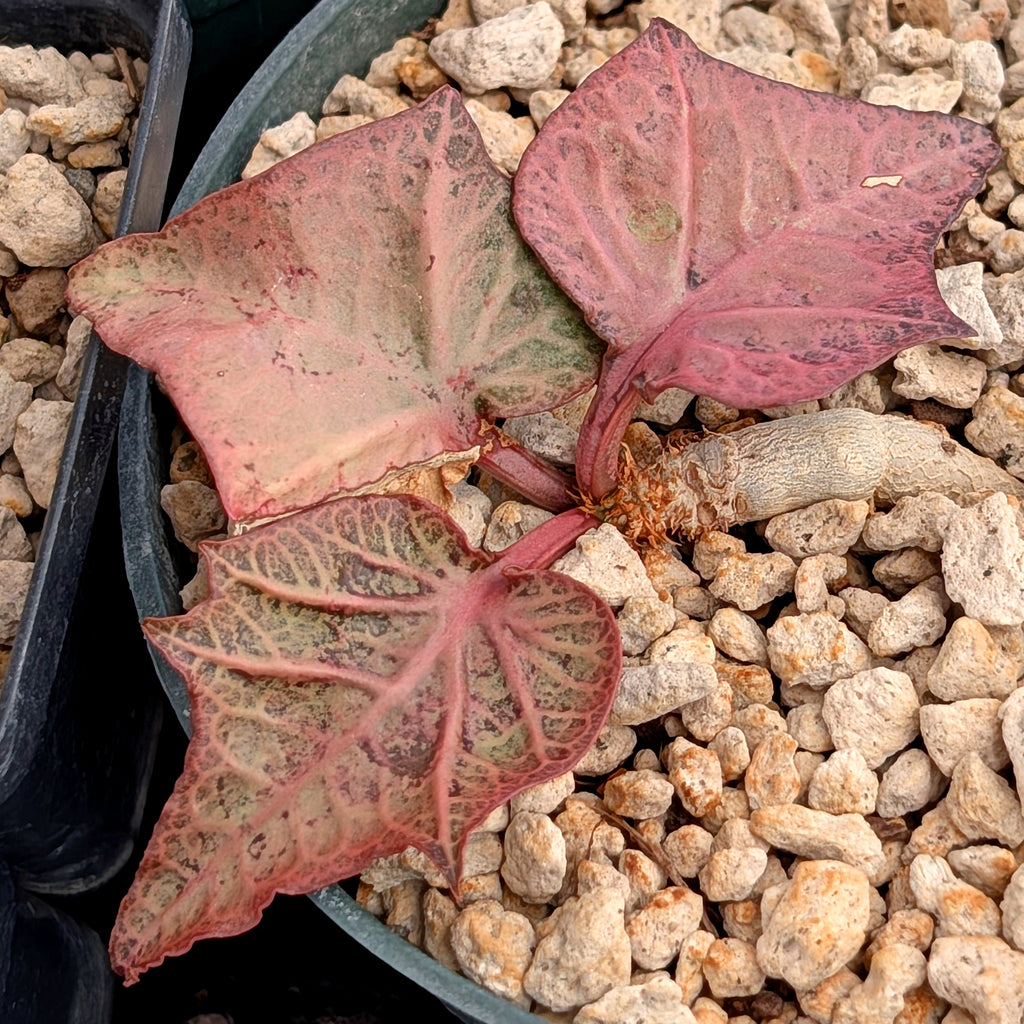 Euphorbia francoisii #29