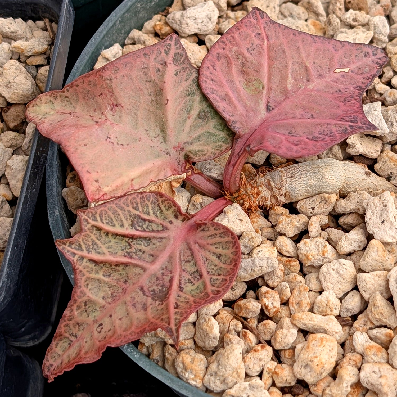 Euphorbia francoisii #29