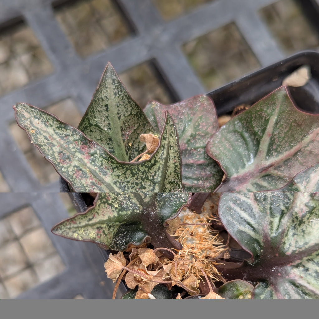 Euphorbia francoisii #29