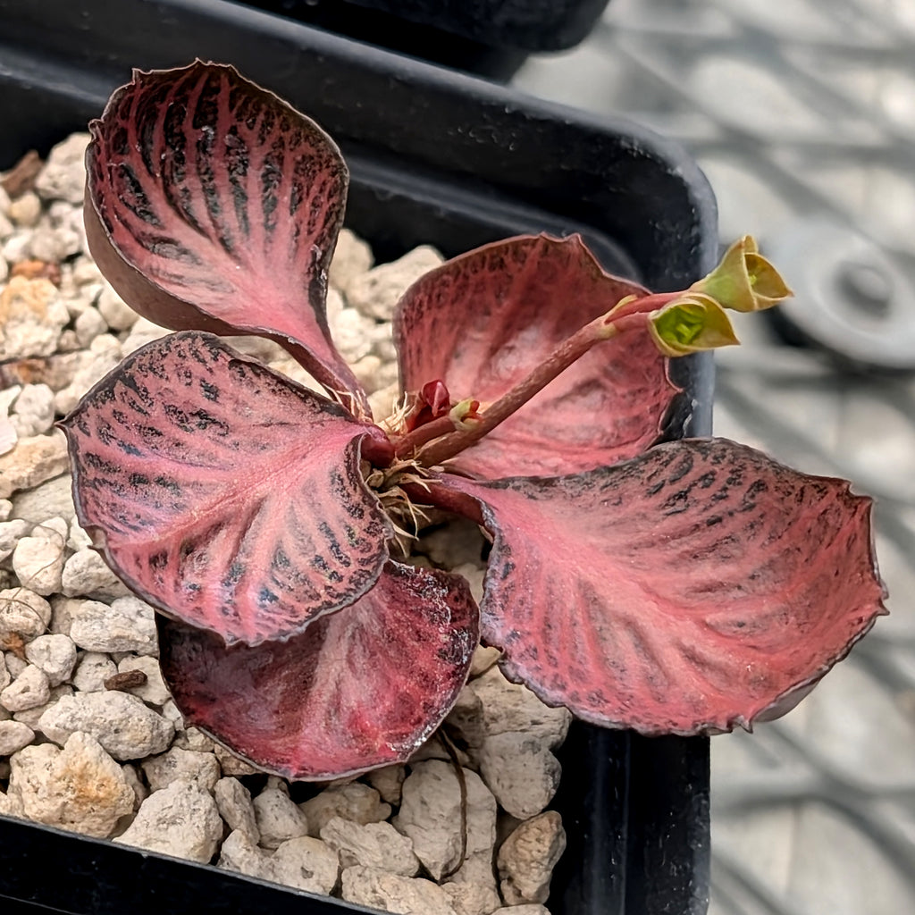 Euphorbia francoisii #3