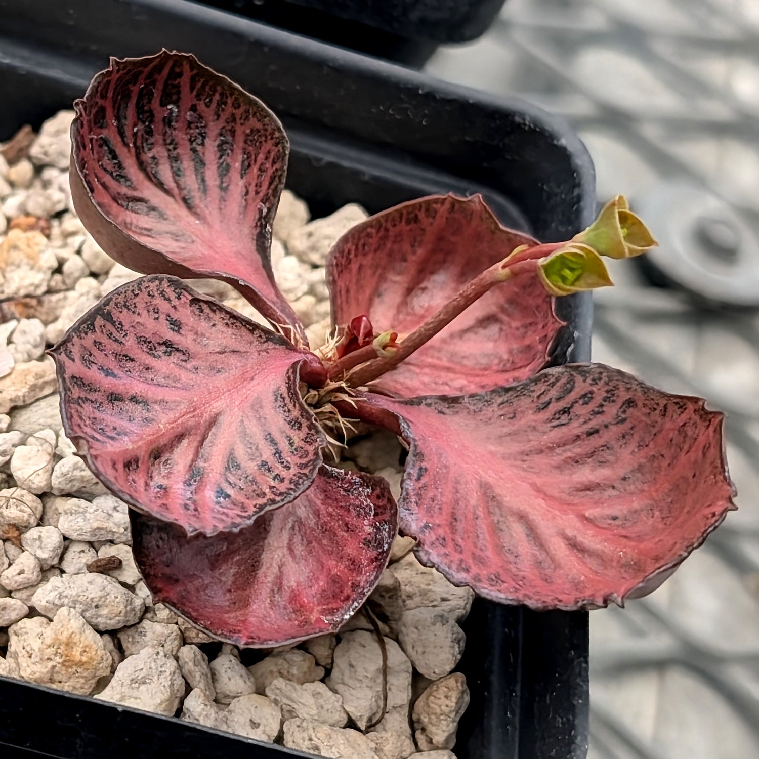 Euphorbia francoisii #3