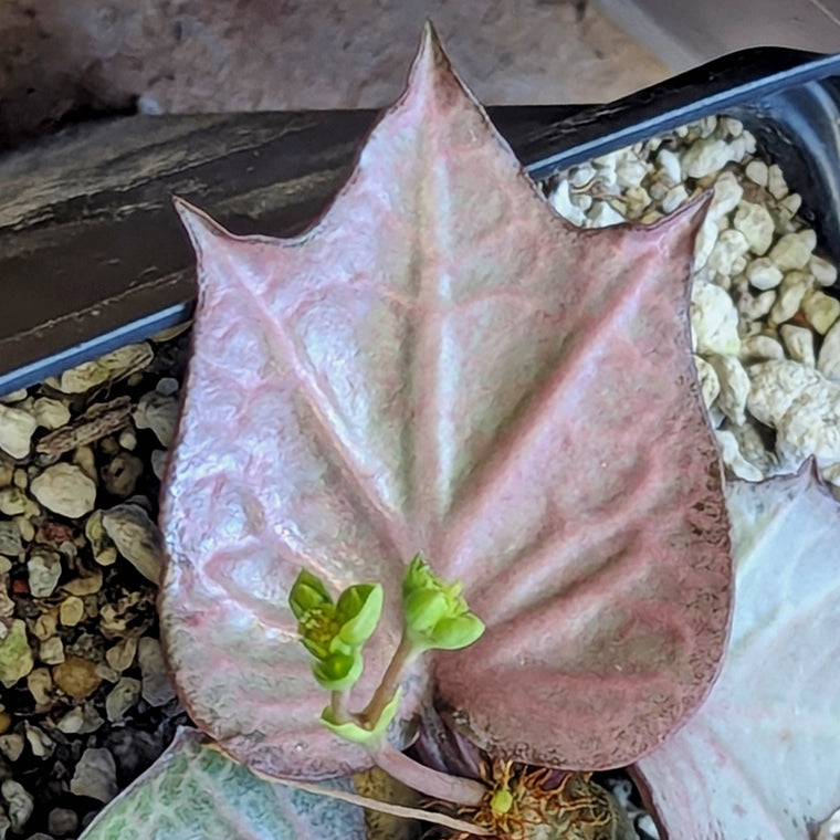Euphorbia francoisii #3