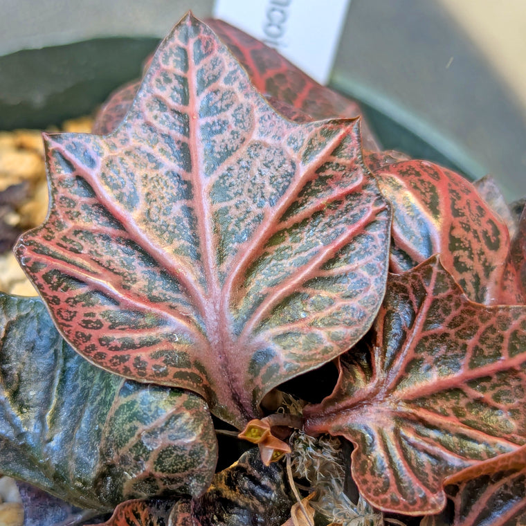 Euphorbia francoisii #3