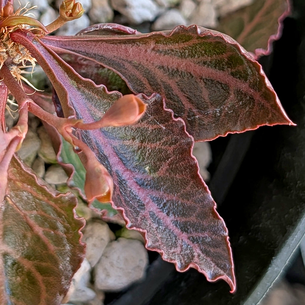 Euphorbia francoisii #3