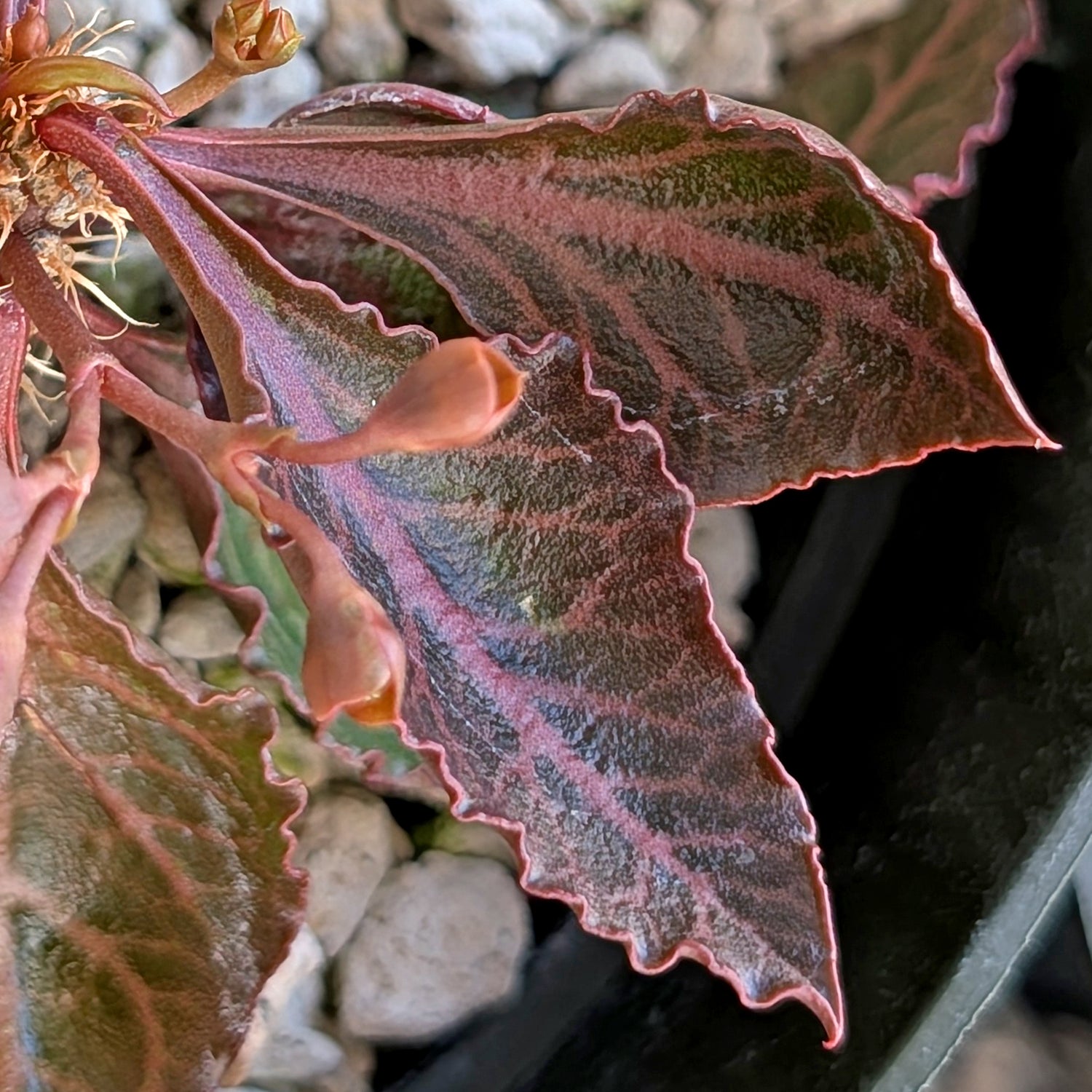 Euphorbia francoisii #3