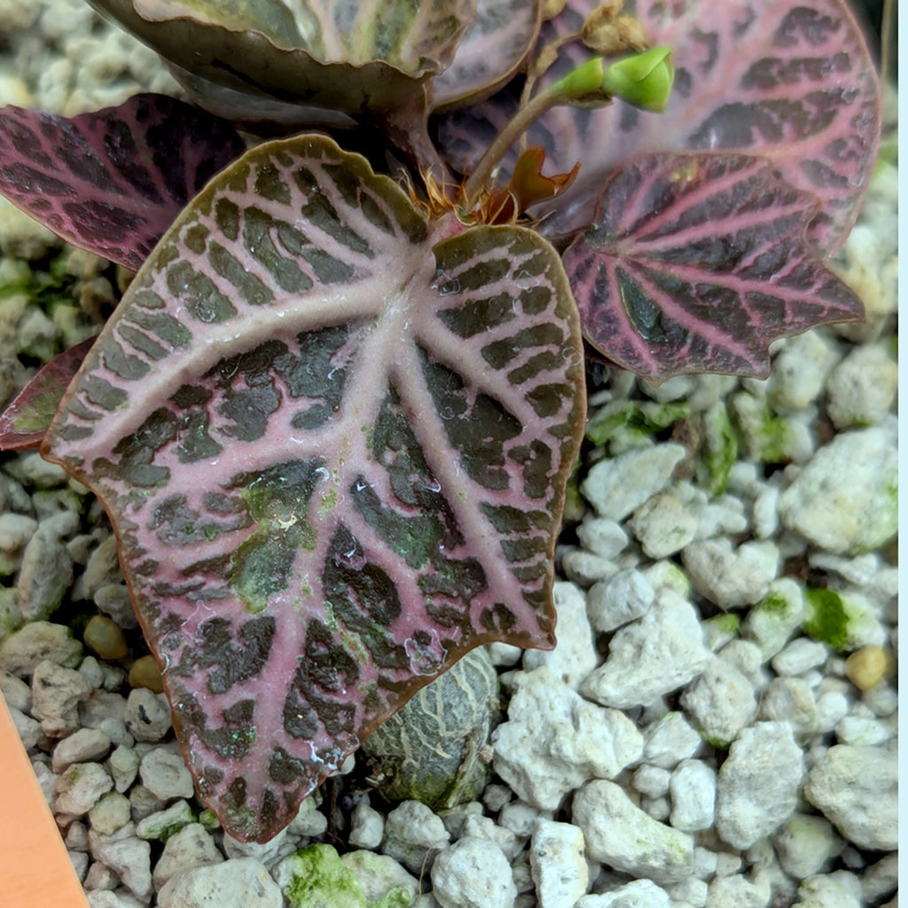 Euphorbia francoisii #3