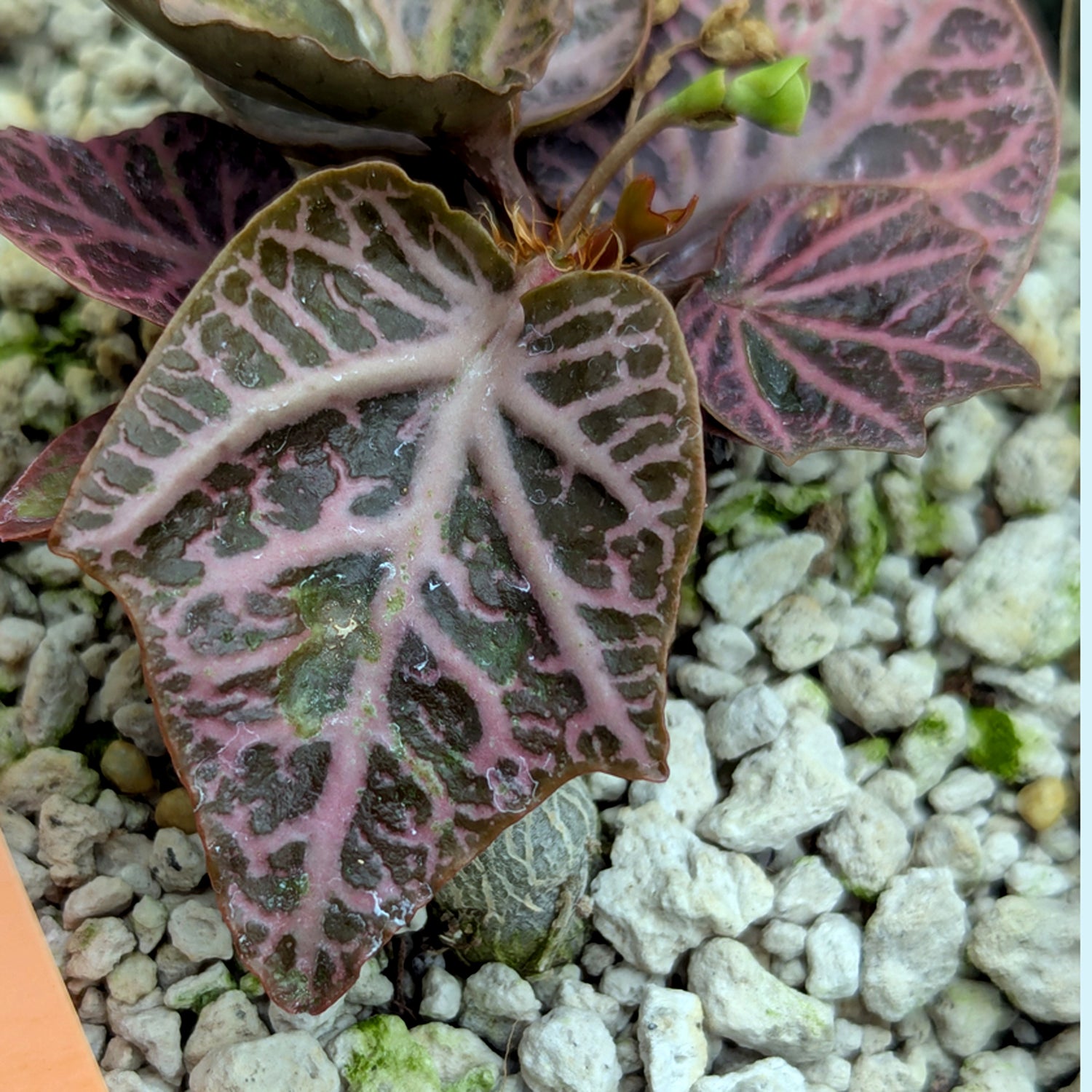 Euphorbia francoisii #3