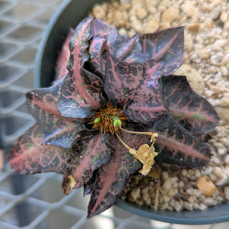 Euphorbia francoisii #3