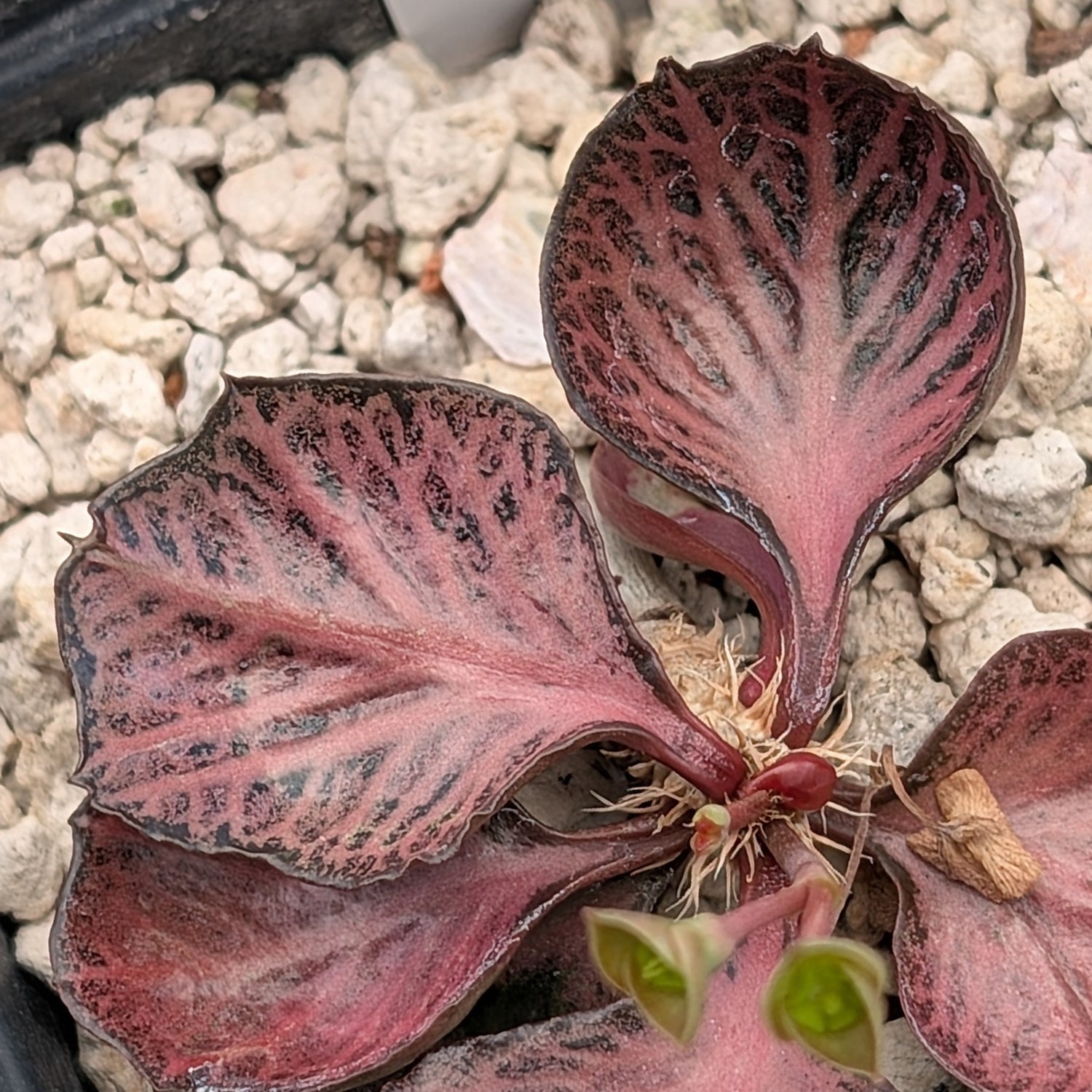 Euphorbia francoisii #3