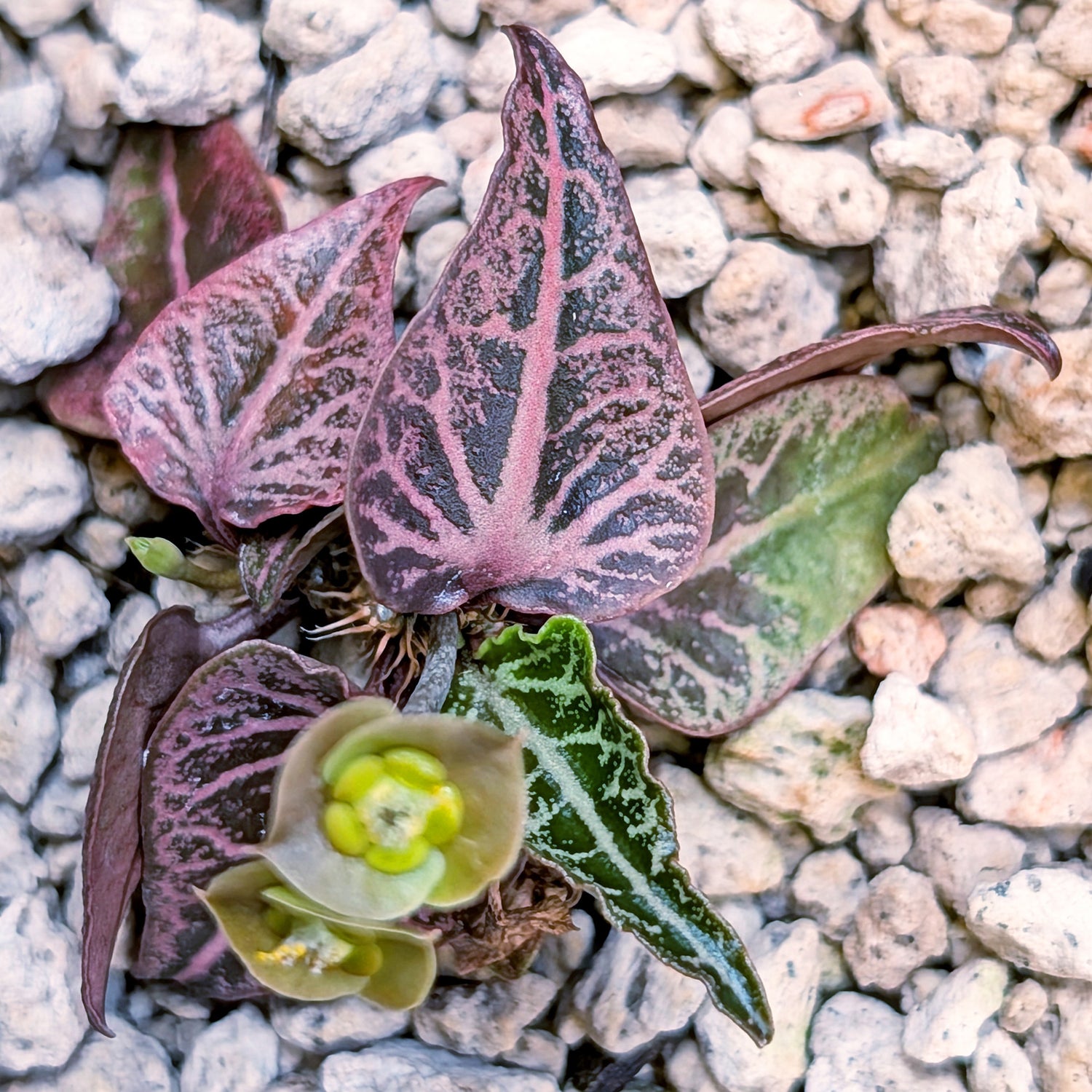 Euphorbia francoisii #3