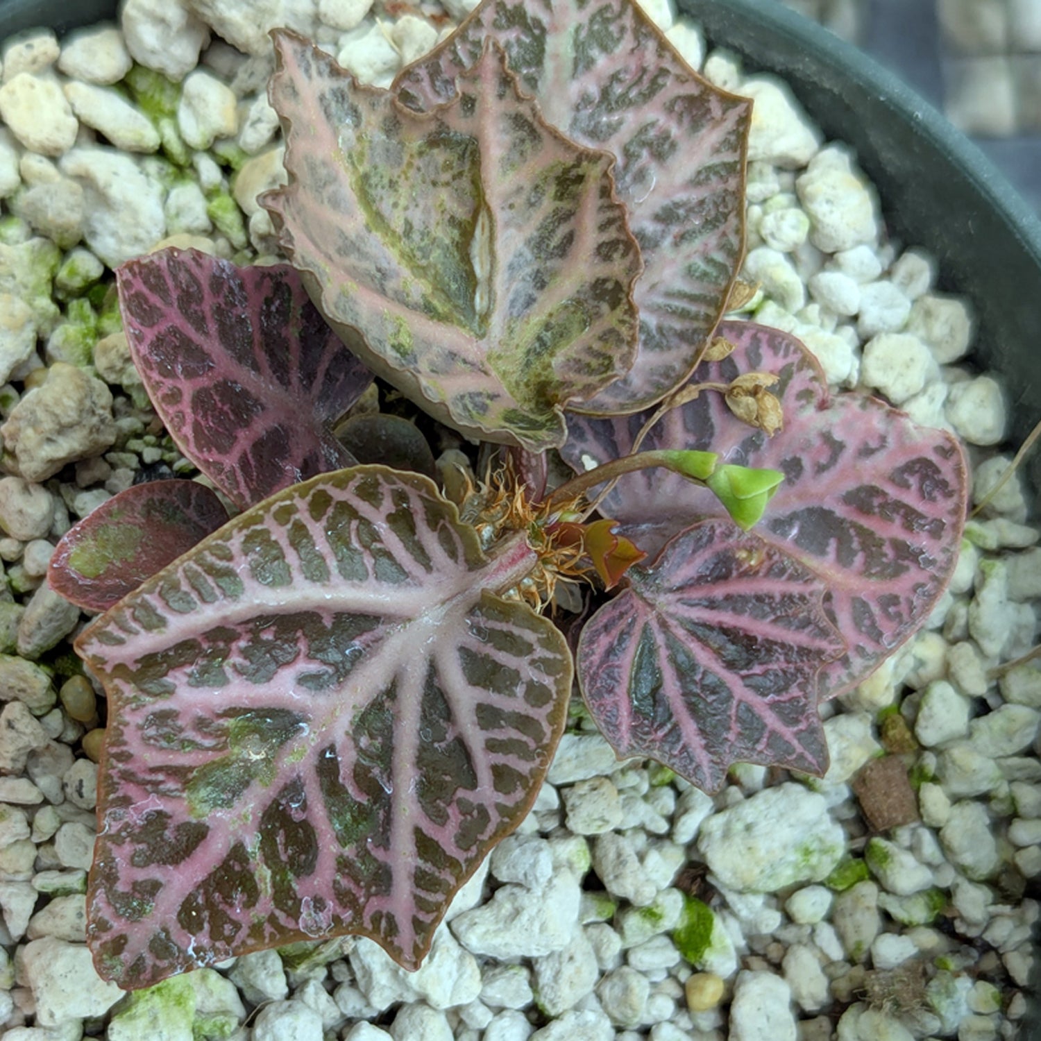 Euphorbia francoisii #3