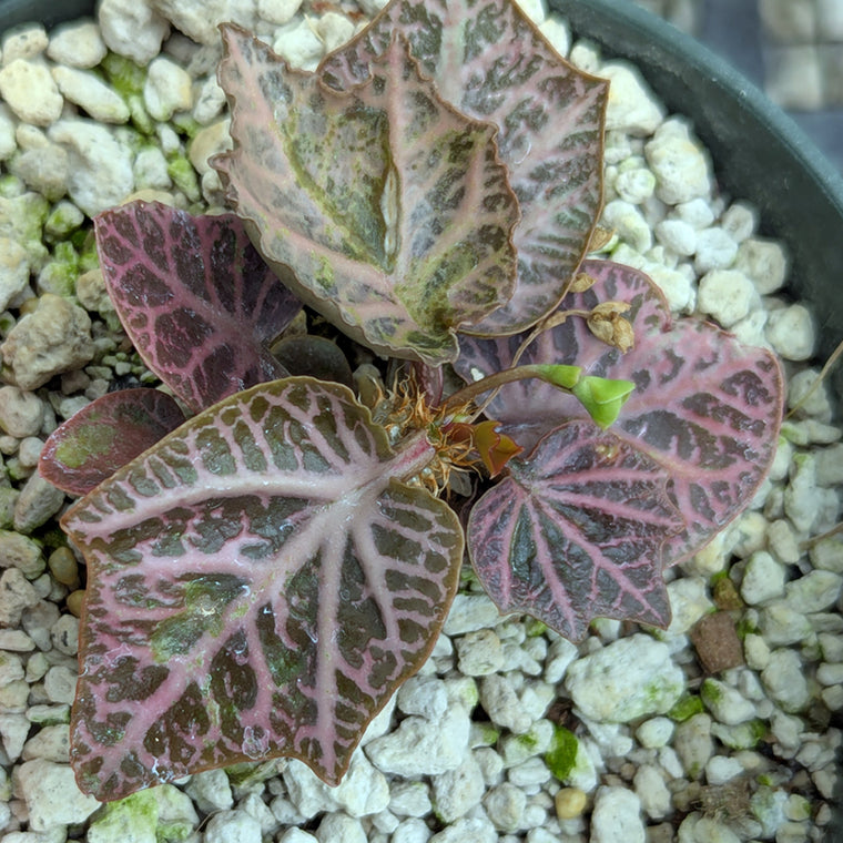 Euphorbia francoisii #3