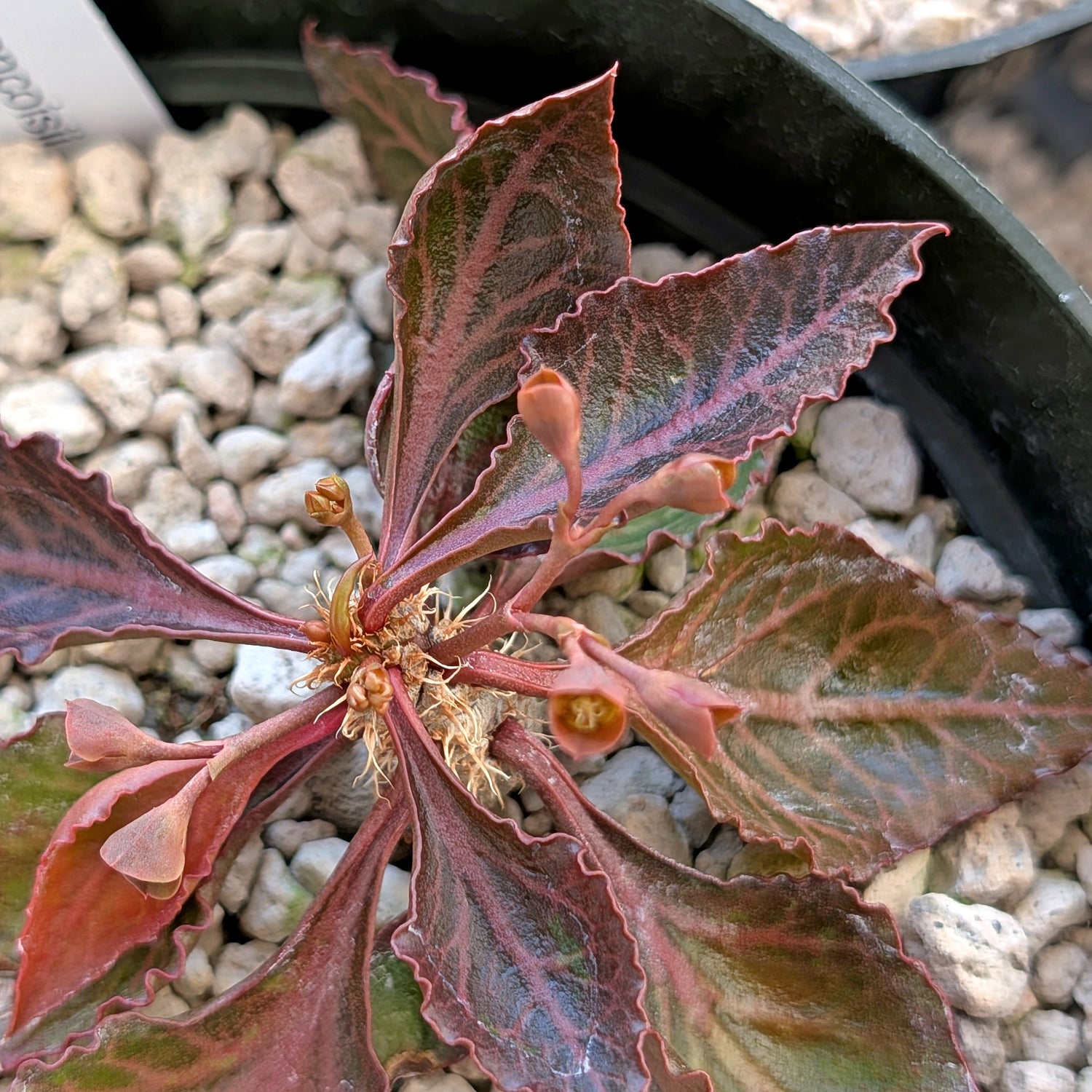 Euphorbia francoisii #3