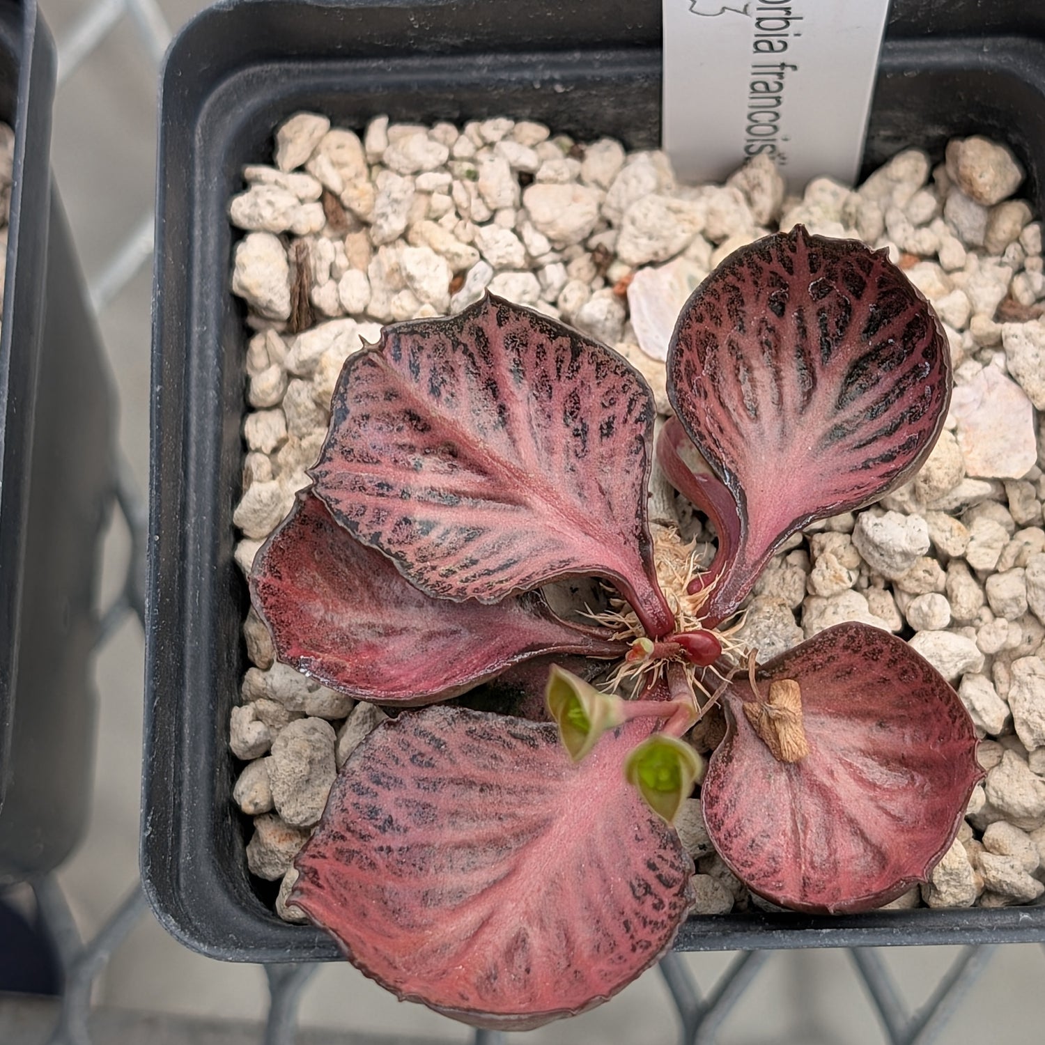 Euphorbia francoisii #3