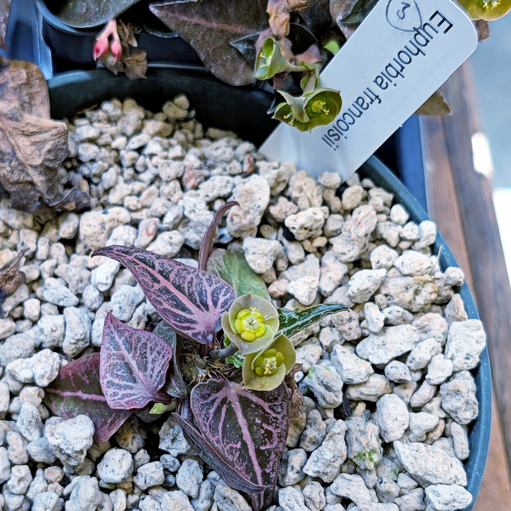 Euphorbia francoisii #3