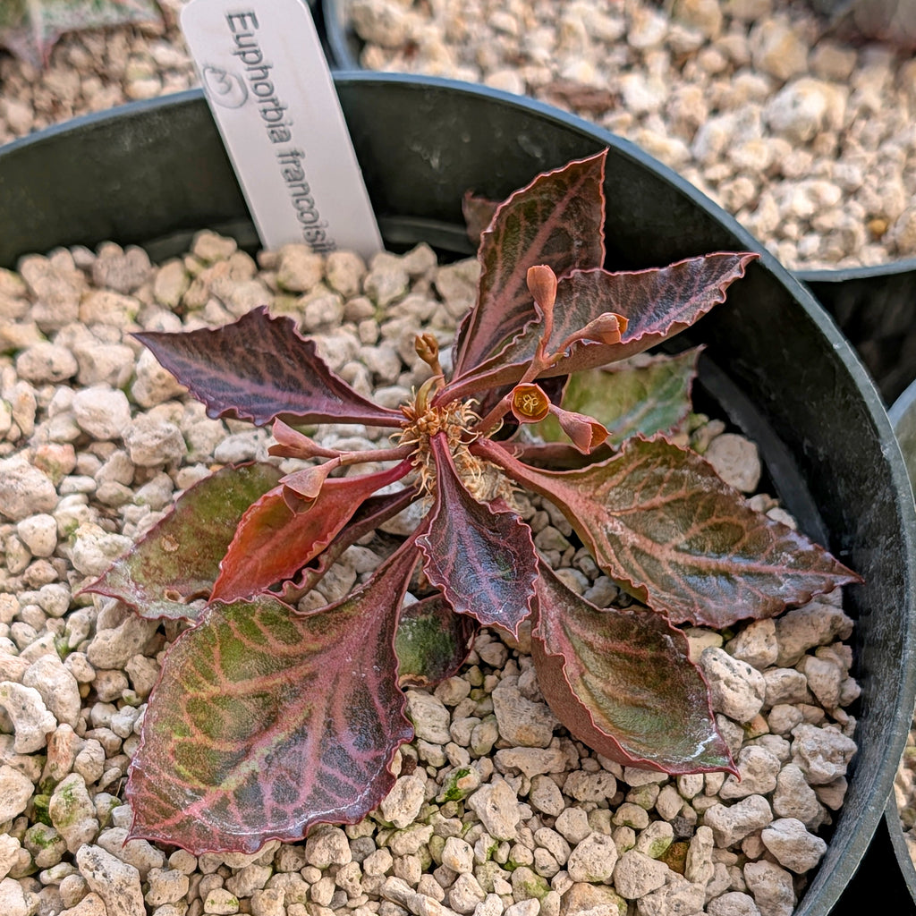 Euphorbia francoisii #3