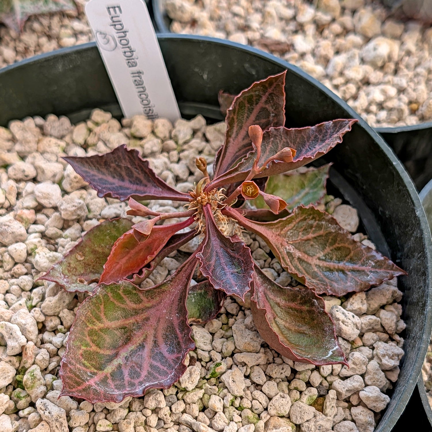 Euphorbia francoisii #3