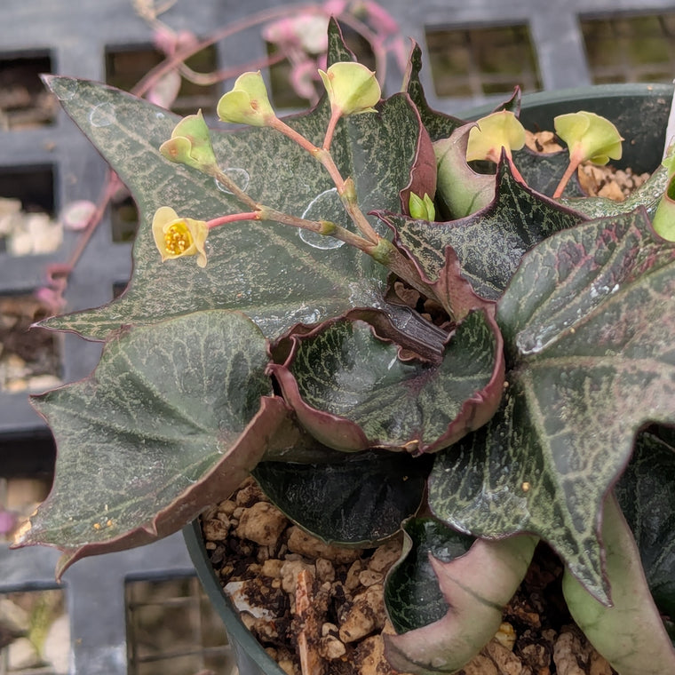 Euphorbia francoisii #30