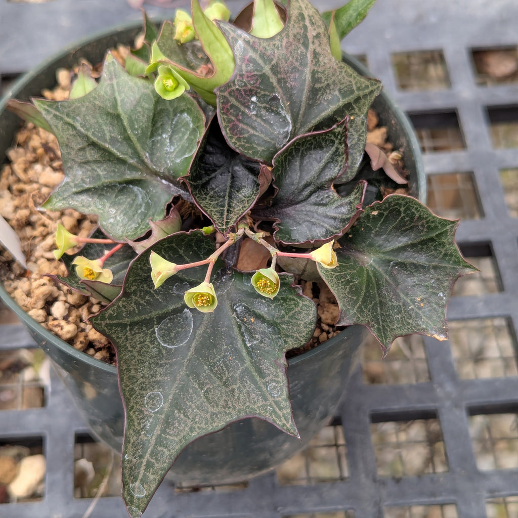 Euphorbia francoisii #30