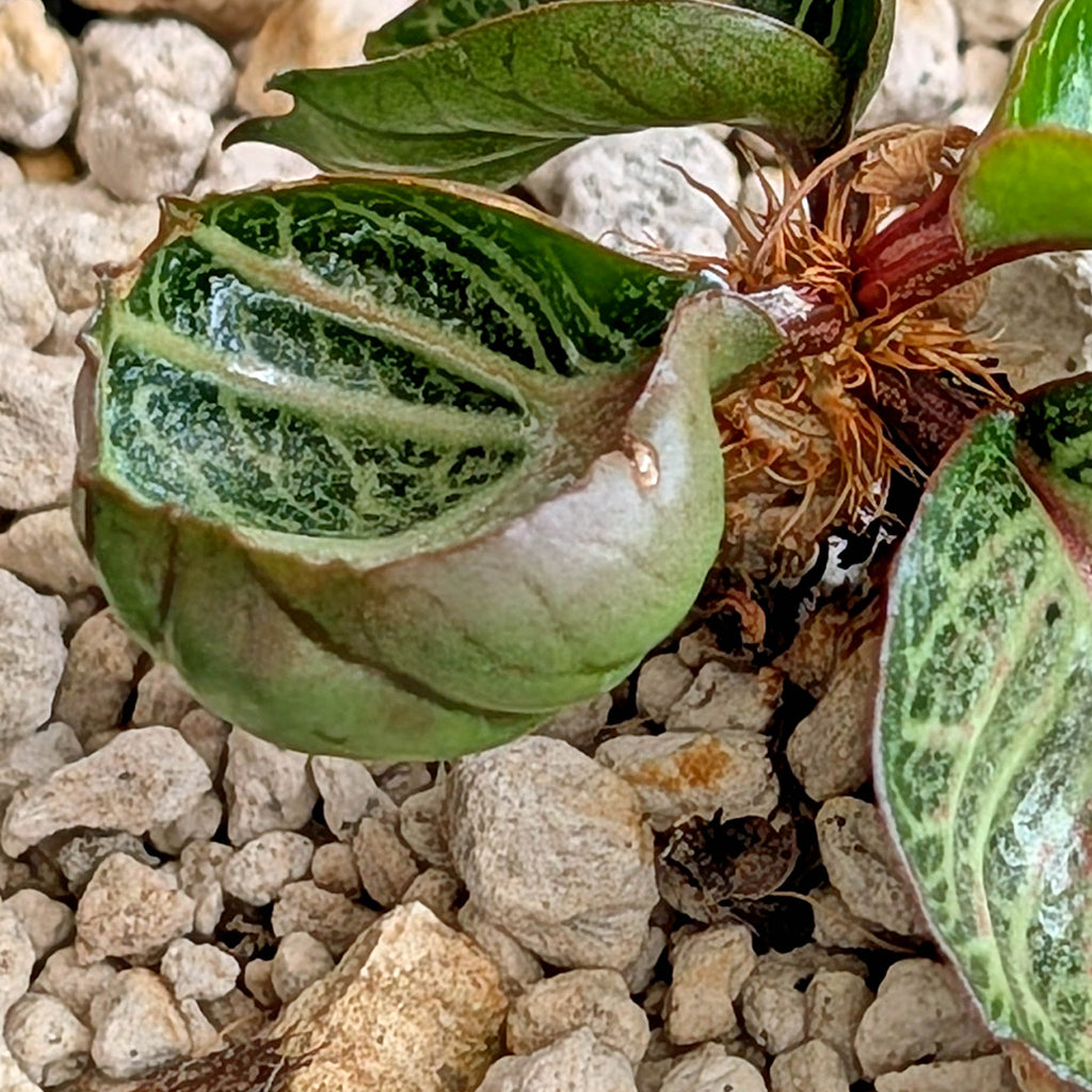Euphorbia francoisii #25 cup shaped leaves