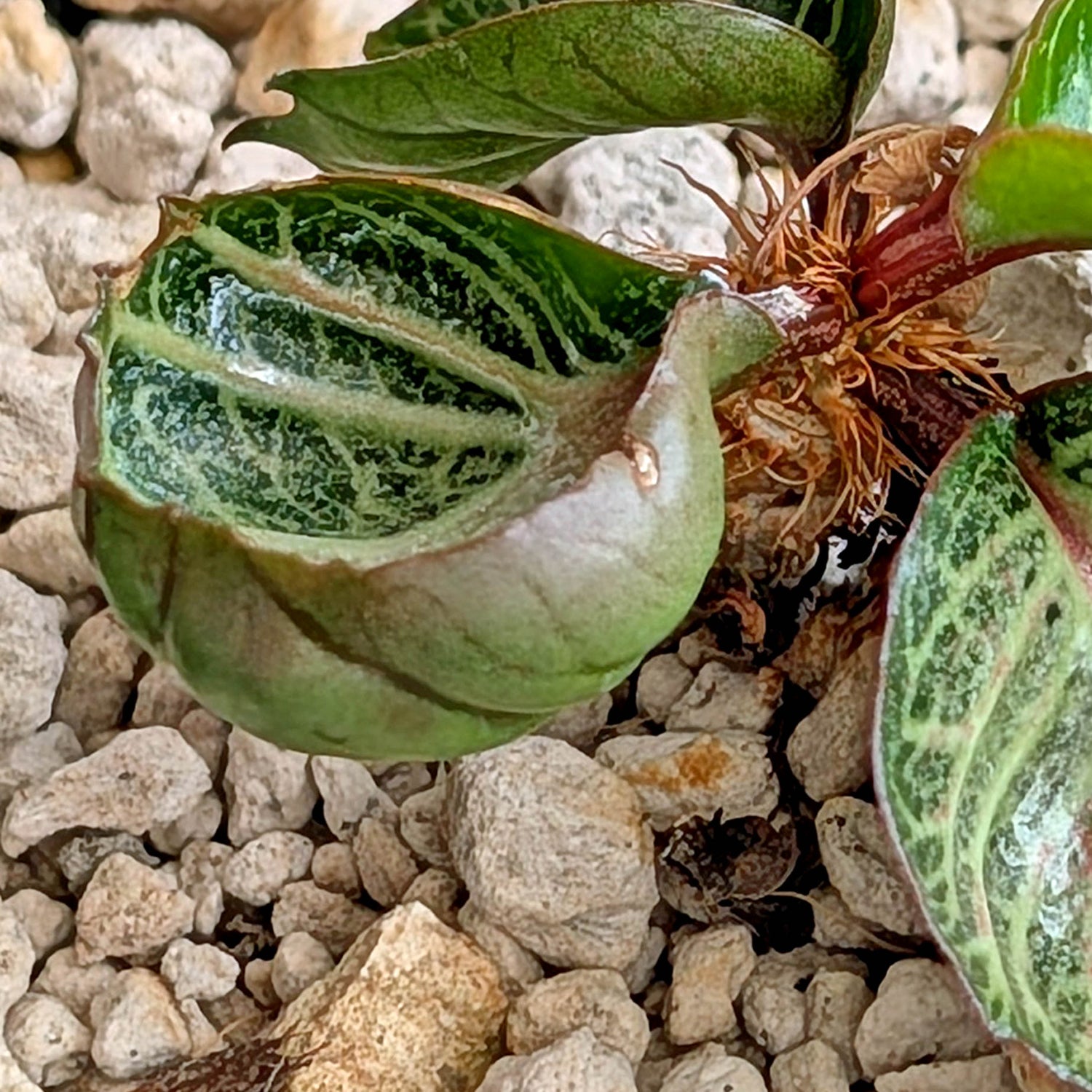 Euphorbia francoisii #25 cup shaped leaves