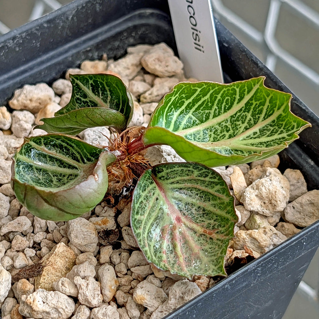 Euphorbia francoisii #25 cup shaped leaves