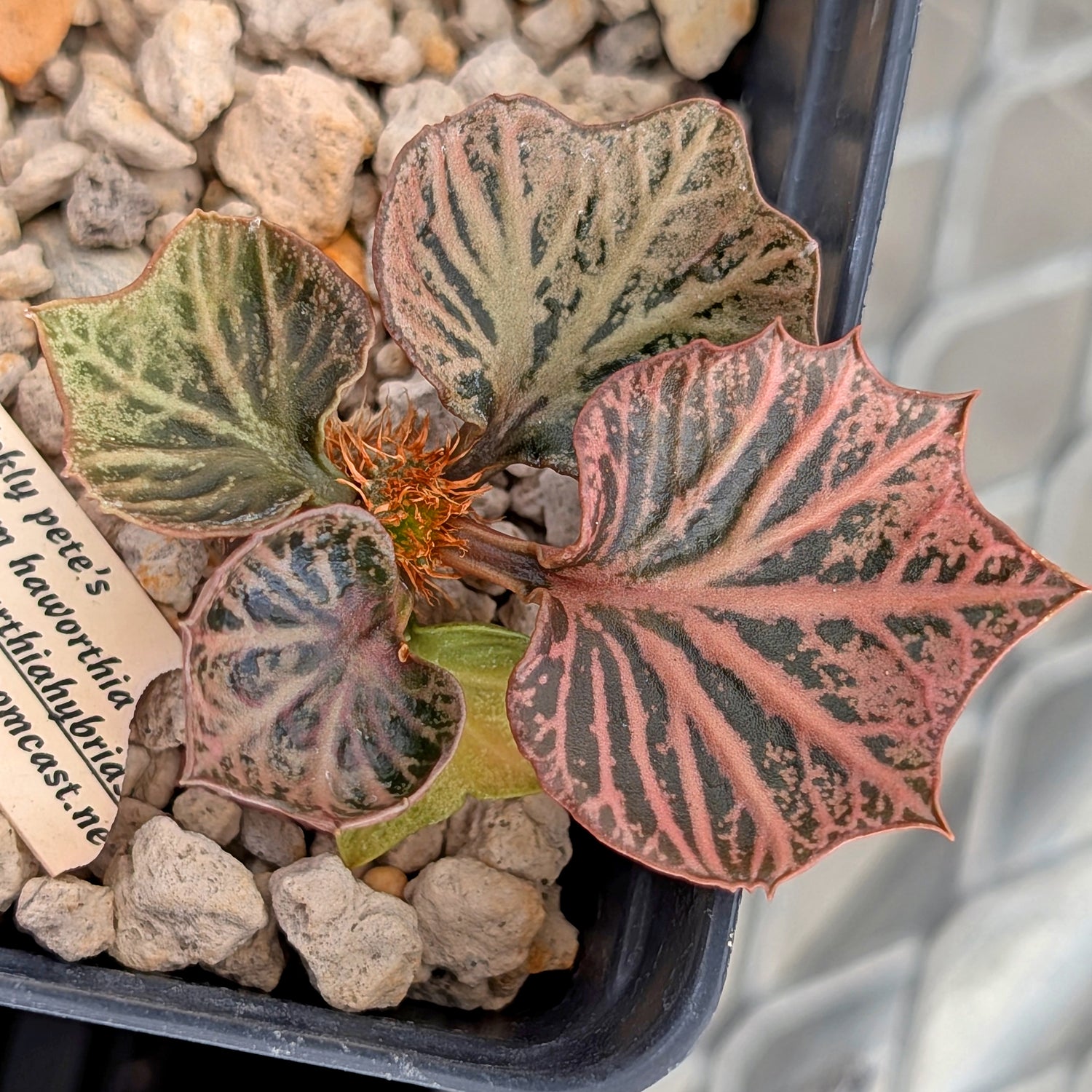 Euphorbia francoisii #30