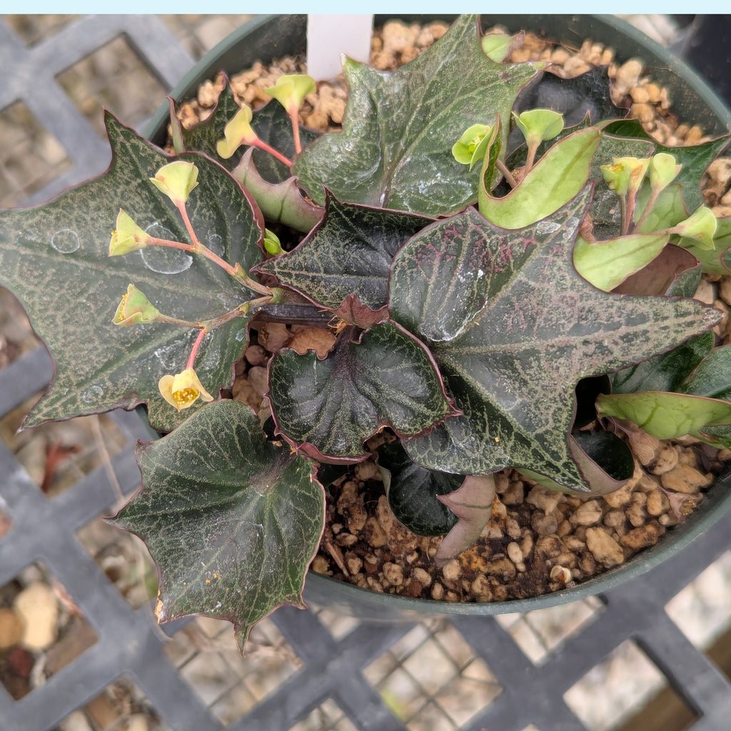 Euphorbia francoisii #30