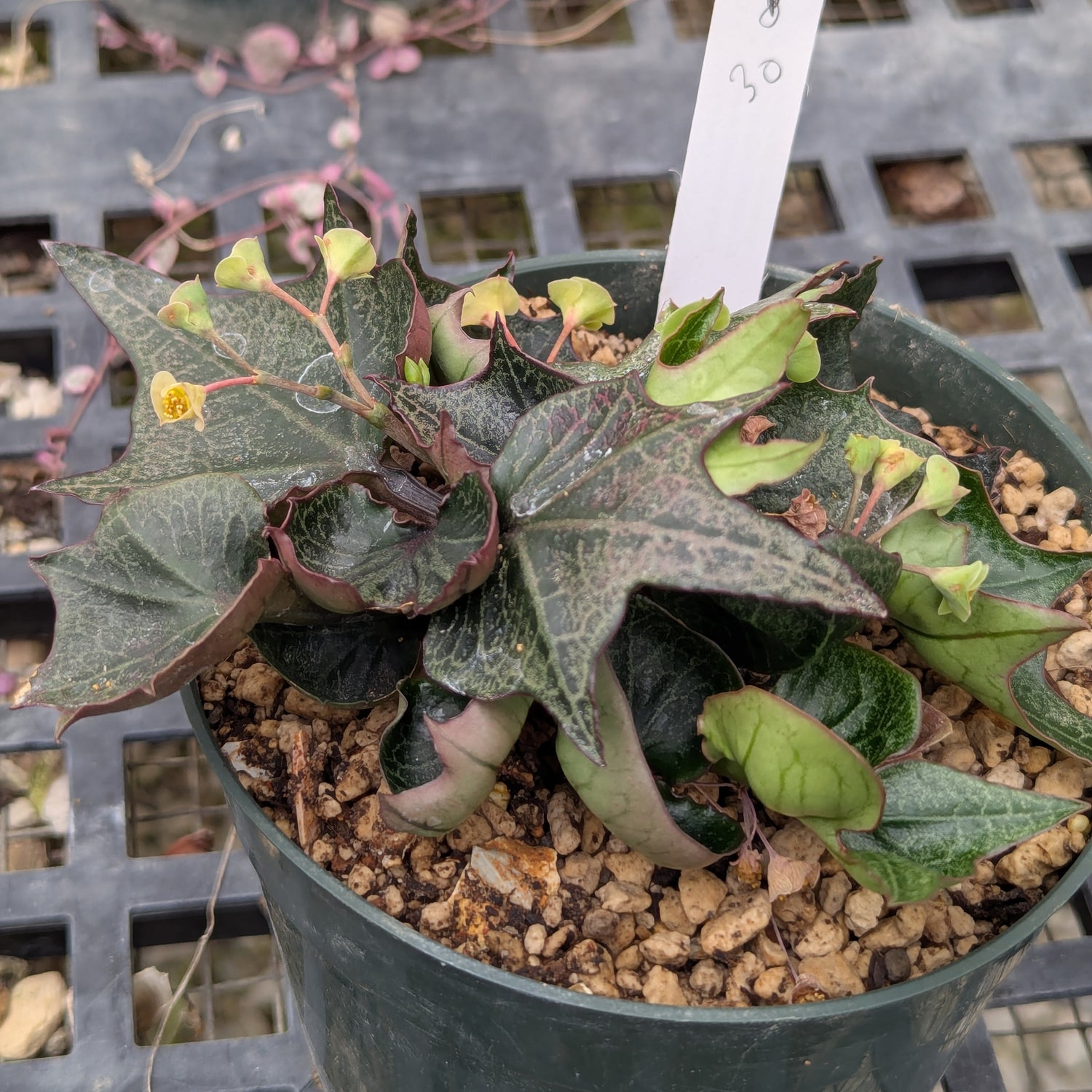 Euphorbia francoisii #30
