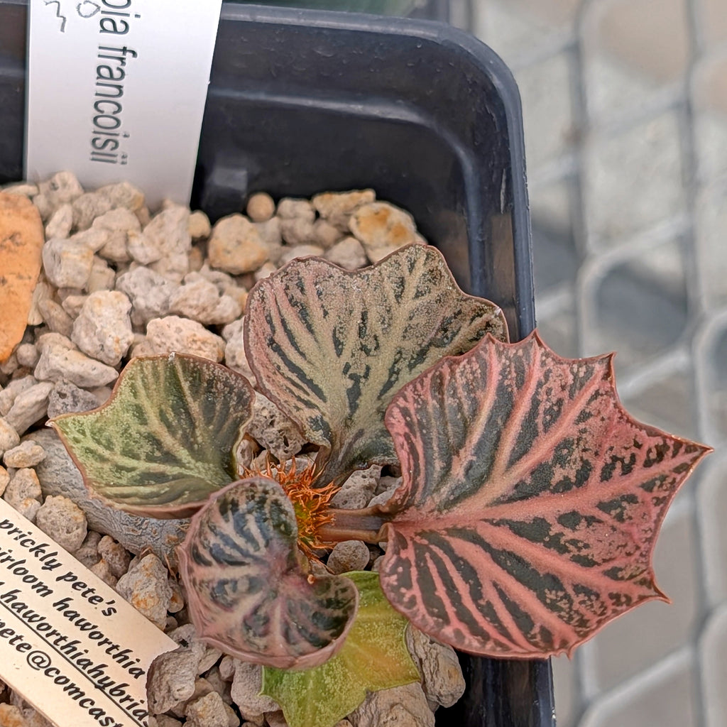 Euphorbia francoisii #30