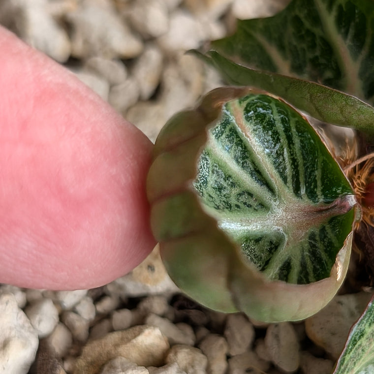 Euphorbia francoisii #25 cup shaped leaves