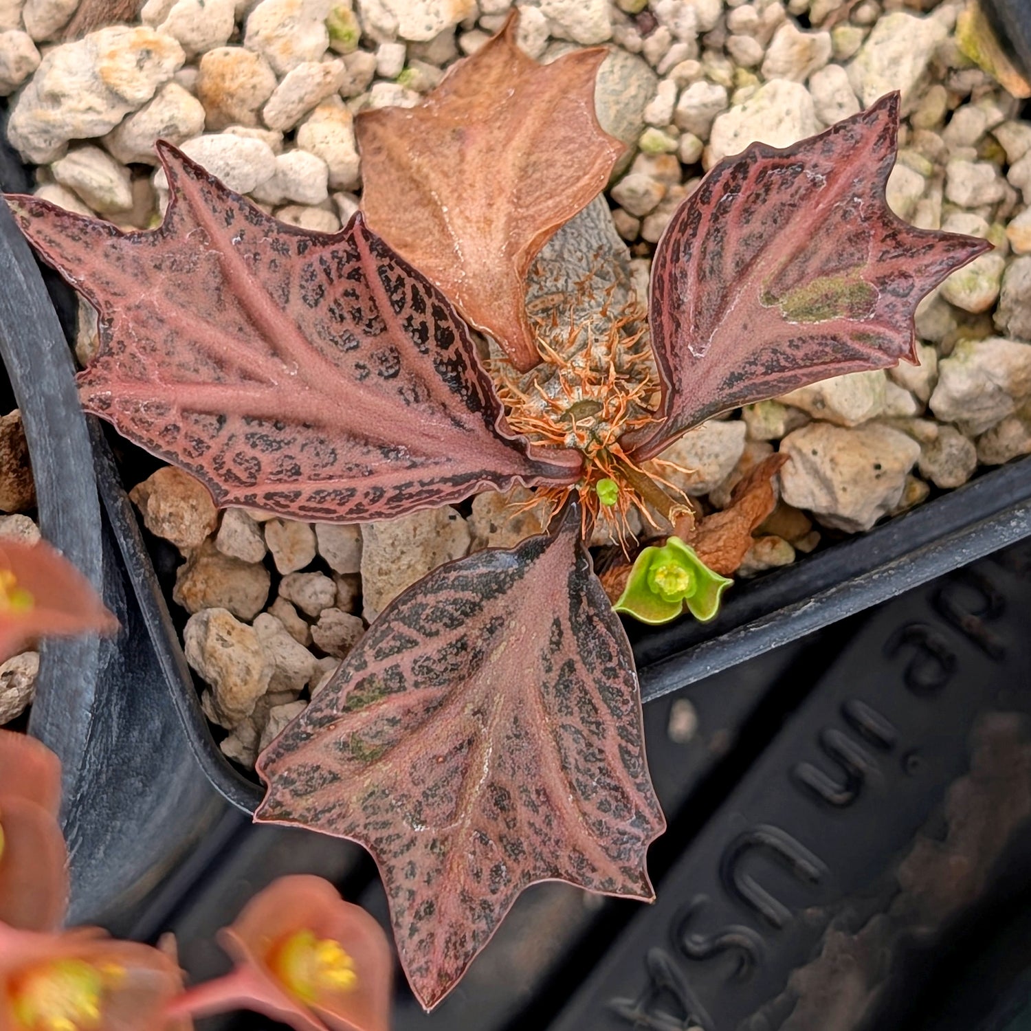 Euphorbia francoisii #31